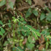 Phyllanthus debilis J.G.Klein ex Willd.